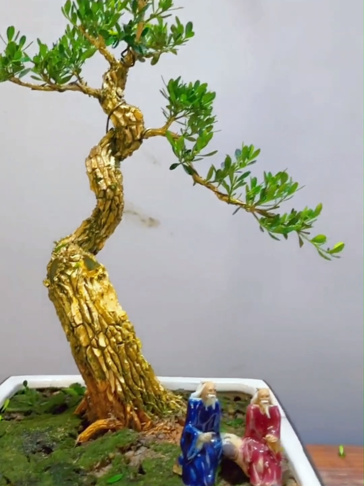 给"黄杨盆景"从小苗开始做童子功拿弯,打好基础以后 价值翻倍