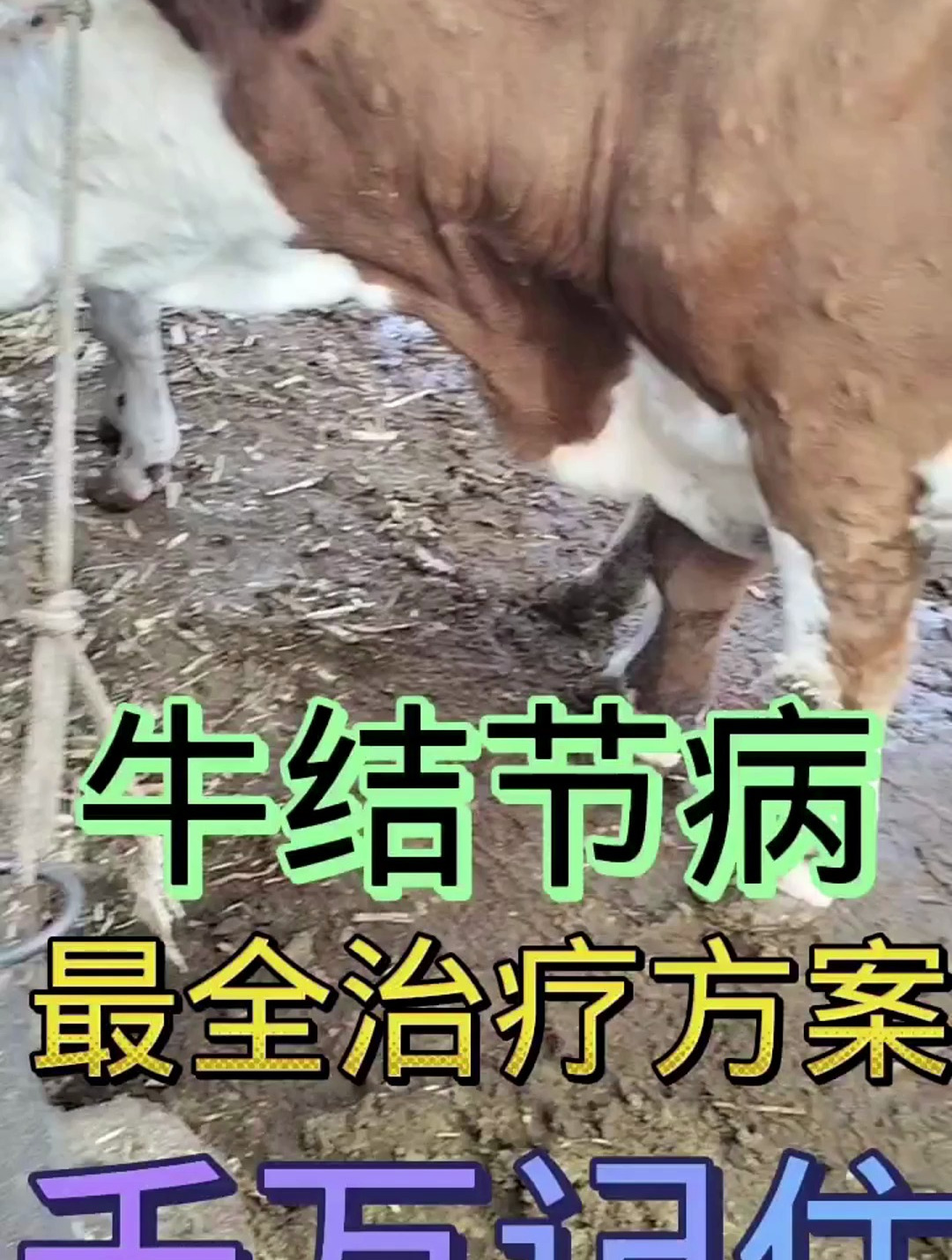 牛结节病,最全治疗方案,千万记住-度小视