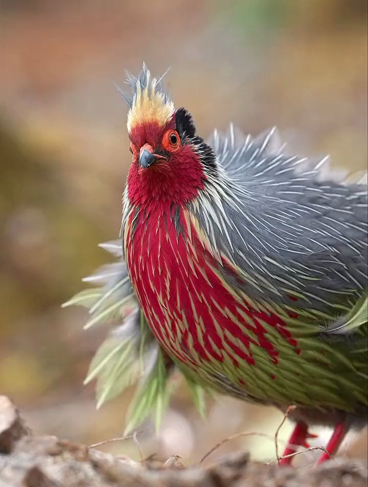 4k高清版中国红,血雉丽江亚种中国特有种