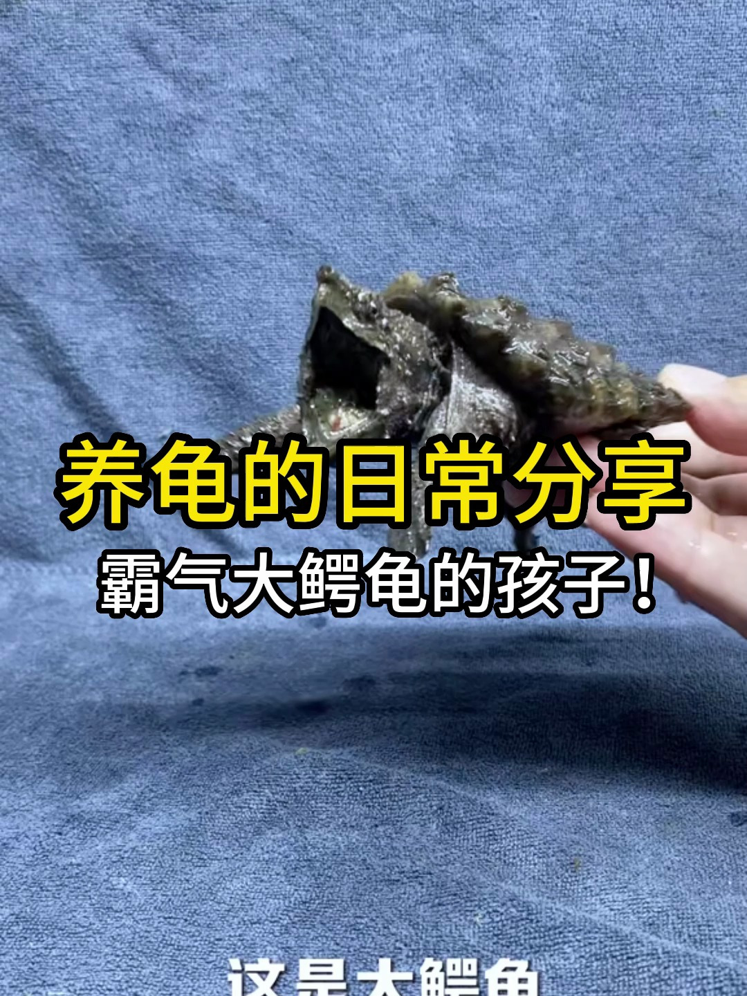 大鳄龟的孩子长什么样子?比他爹更霸气