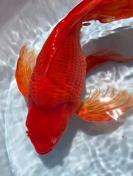 红蝴蝶鲤 鱼 鱼缸