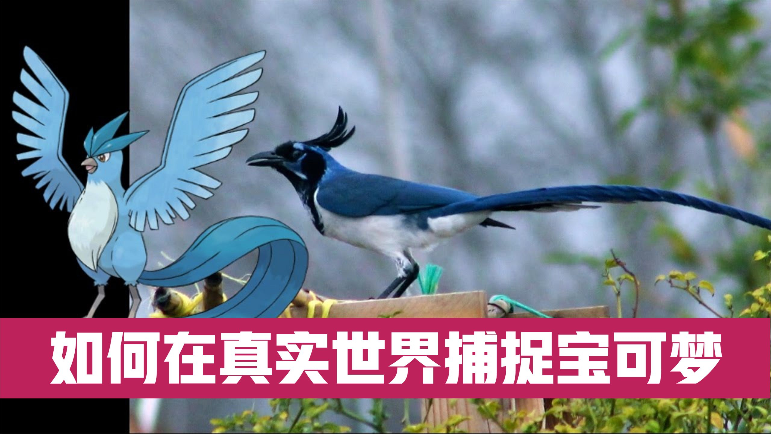 你能在现实世界捕捉到哪些宝可梦