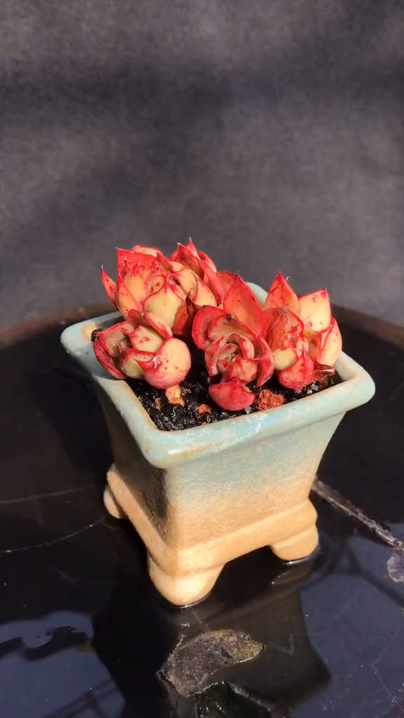 多肉植物 多肉多肉 央金