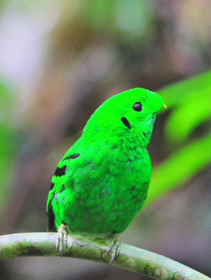 这是绿阔嘴鸟雄鸟与巢中宝宝们的对话,也搞不清楚它们在谈论什么-度小