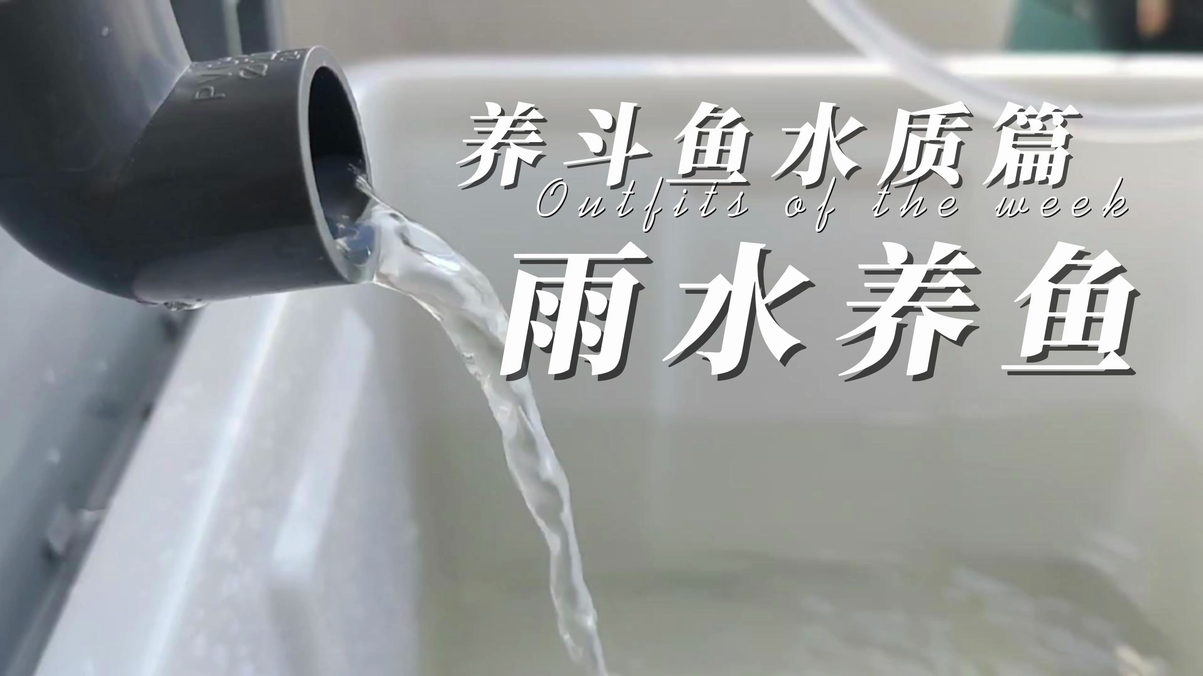 养鱼先养水,雨水养鱼不仅省水费还有很多好处!