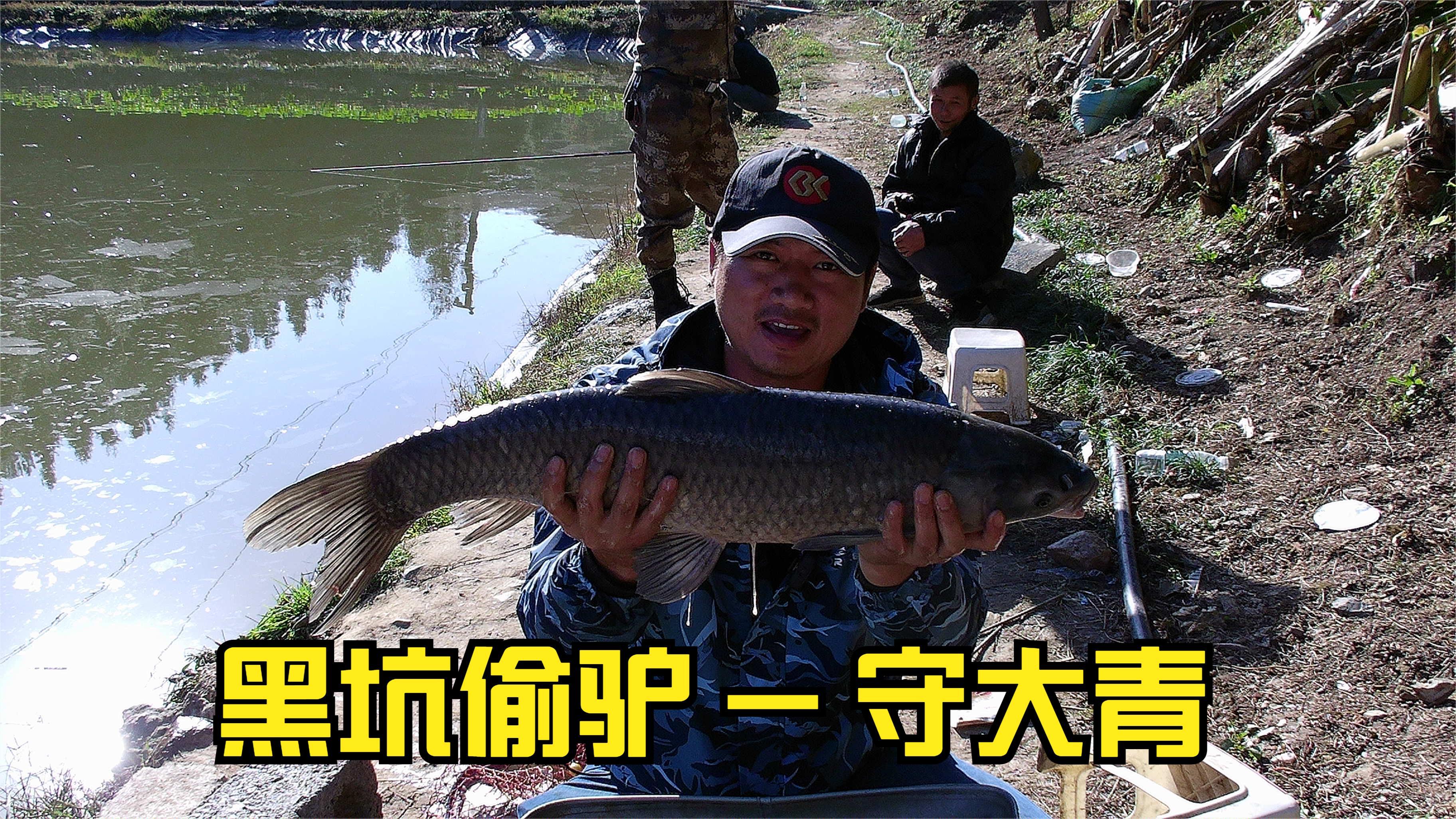 今天我们一起去黑坑守大青,黑坑偷驴盘黑坑,钓青鱼
