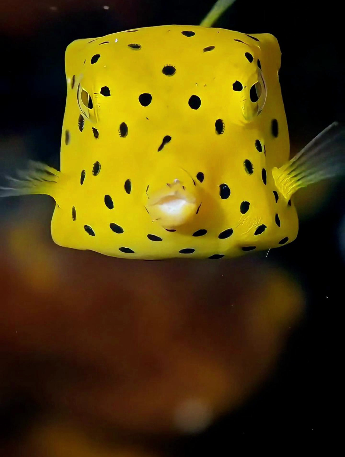 外形奇特的黄色盒子鱼