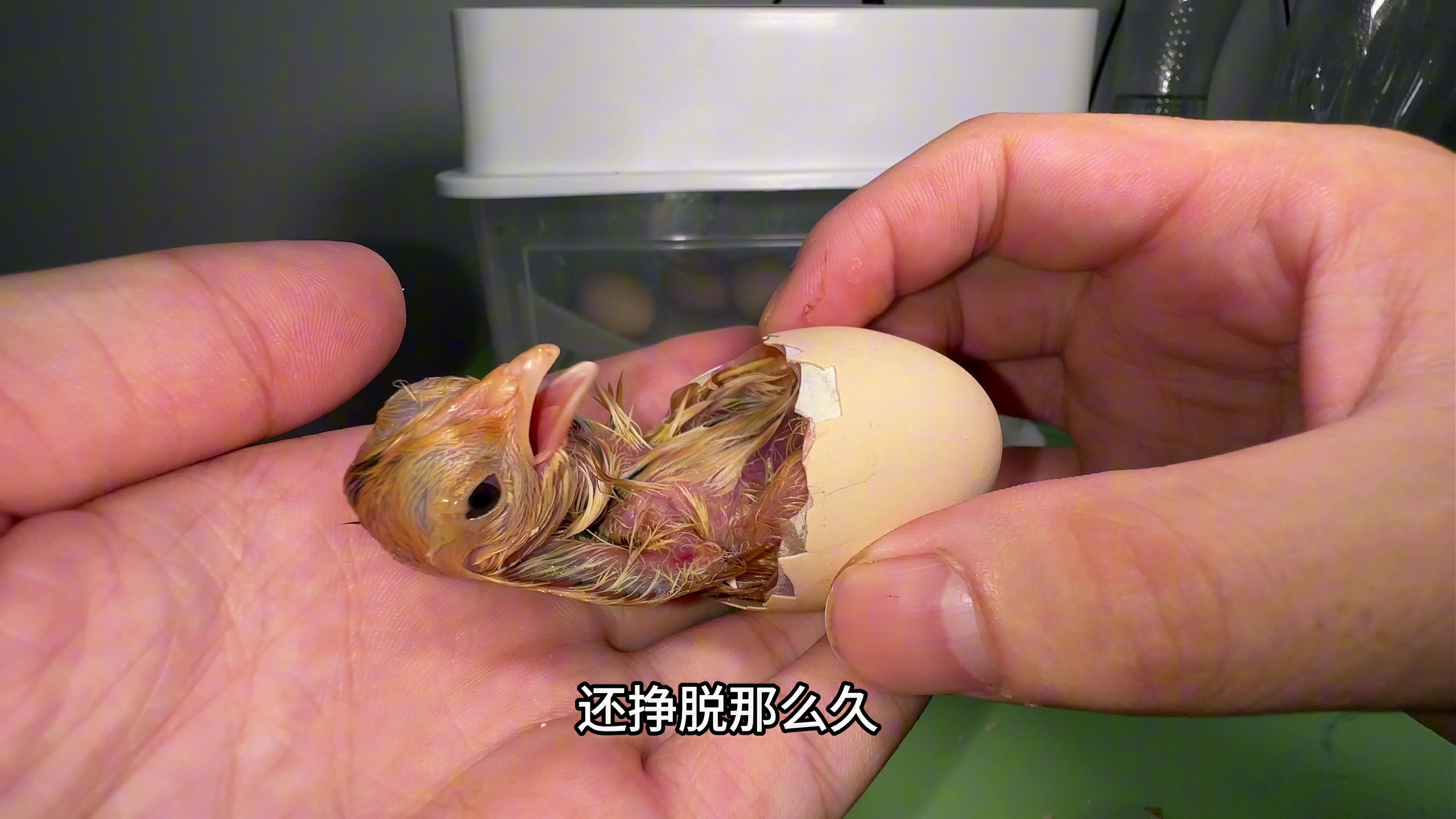 孵化的小鸡出壳遇到困难，小伙帮助小鸡顺利出壳