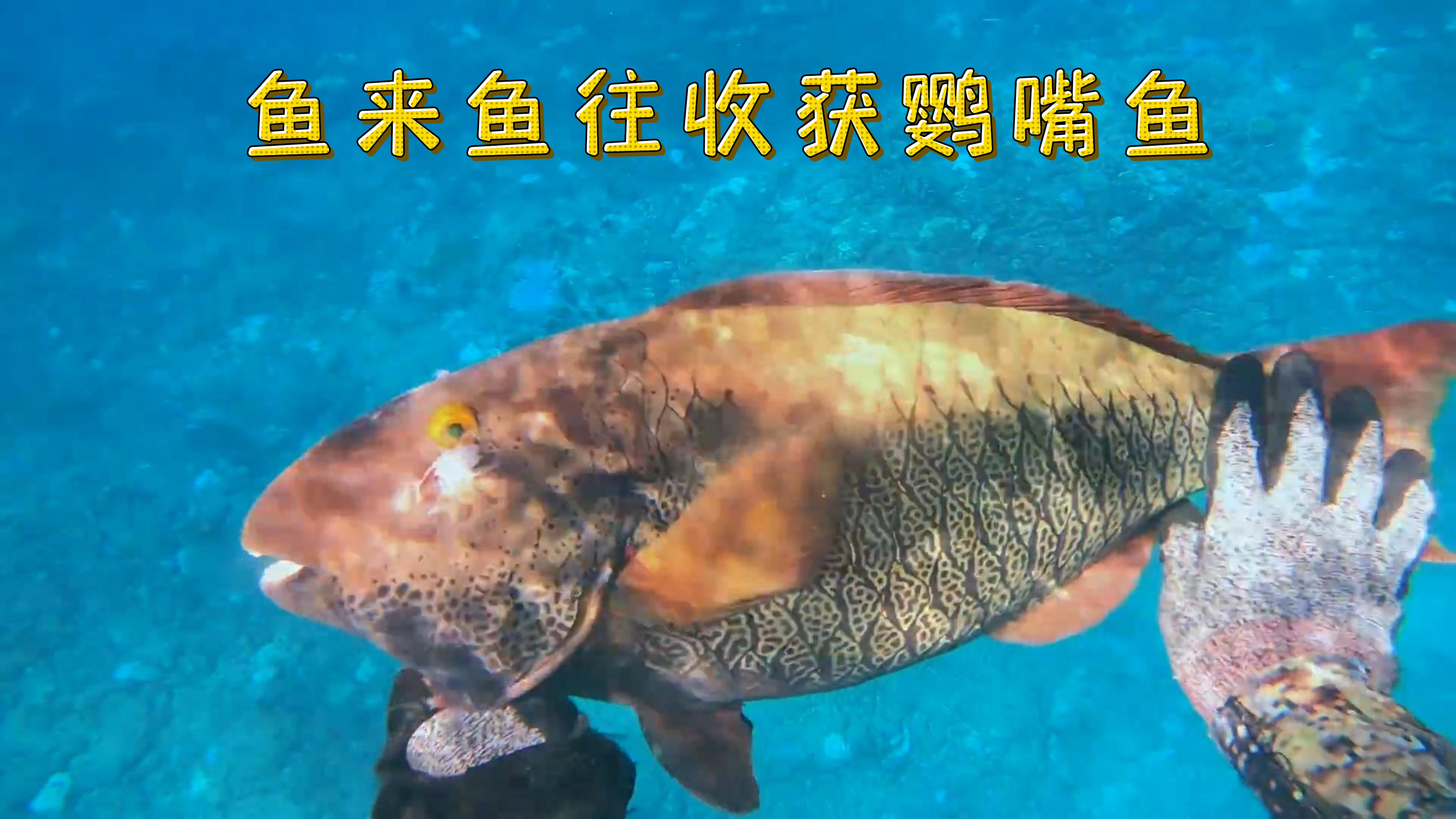 鱼来鱼往收获鹦嘴鱼