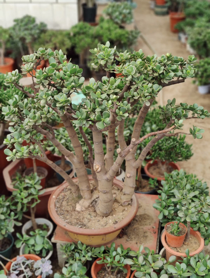 红叶玉树丛林桩子精品盆景花卉绿植多肉植物-度小视