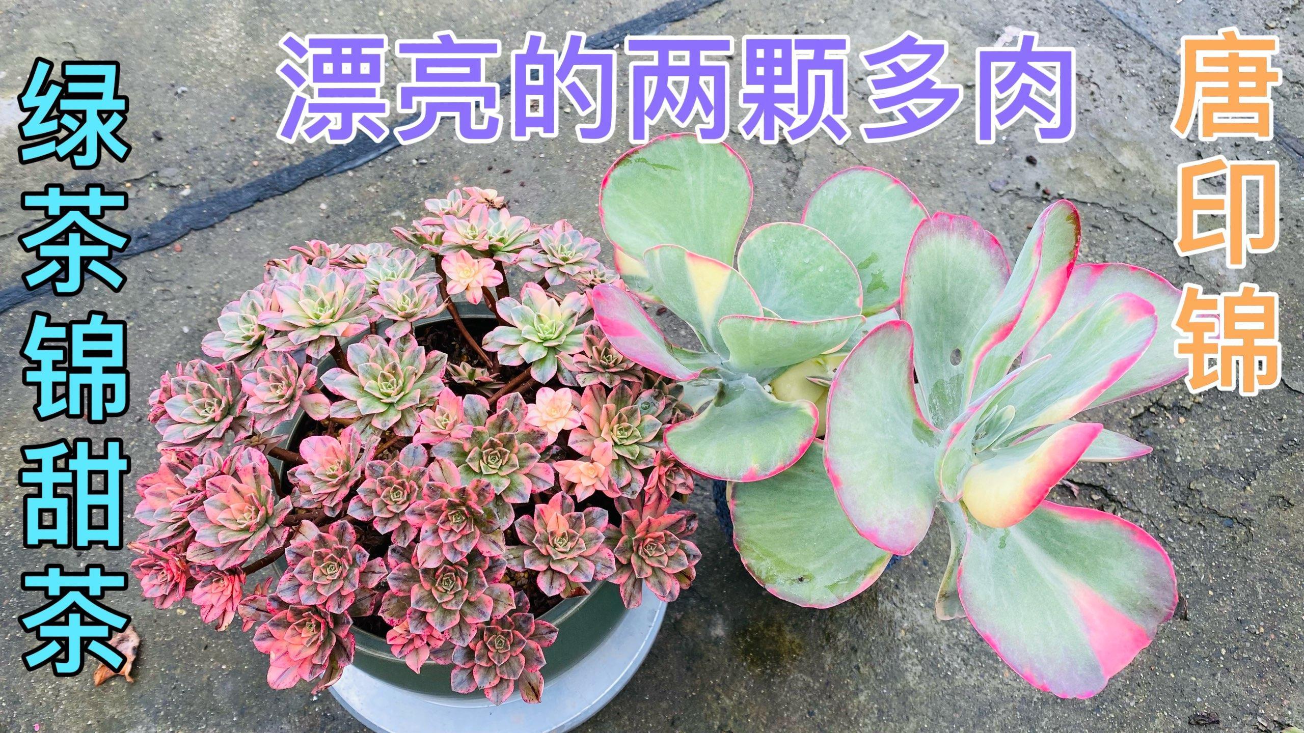 露养多肉晒伤怎么办?用矮胖盆种甜茶法师像球一样漂亮!