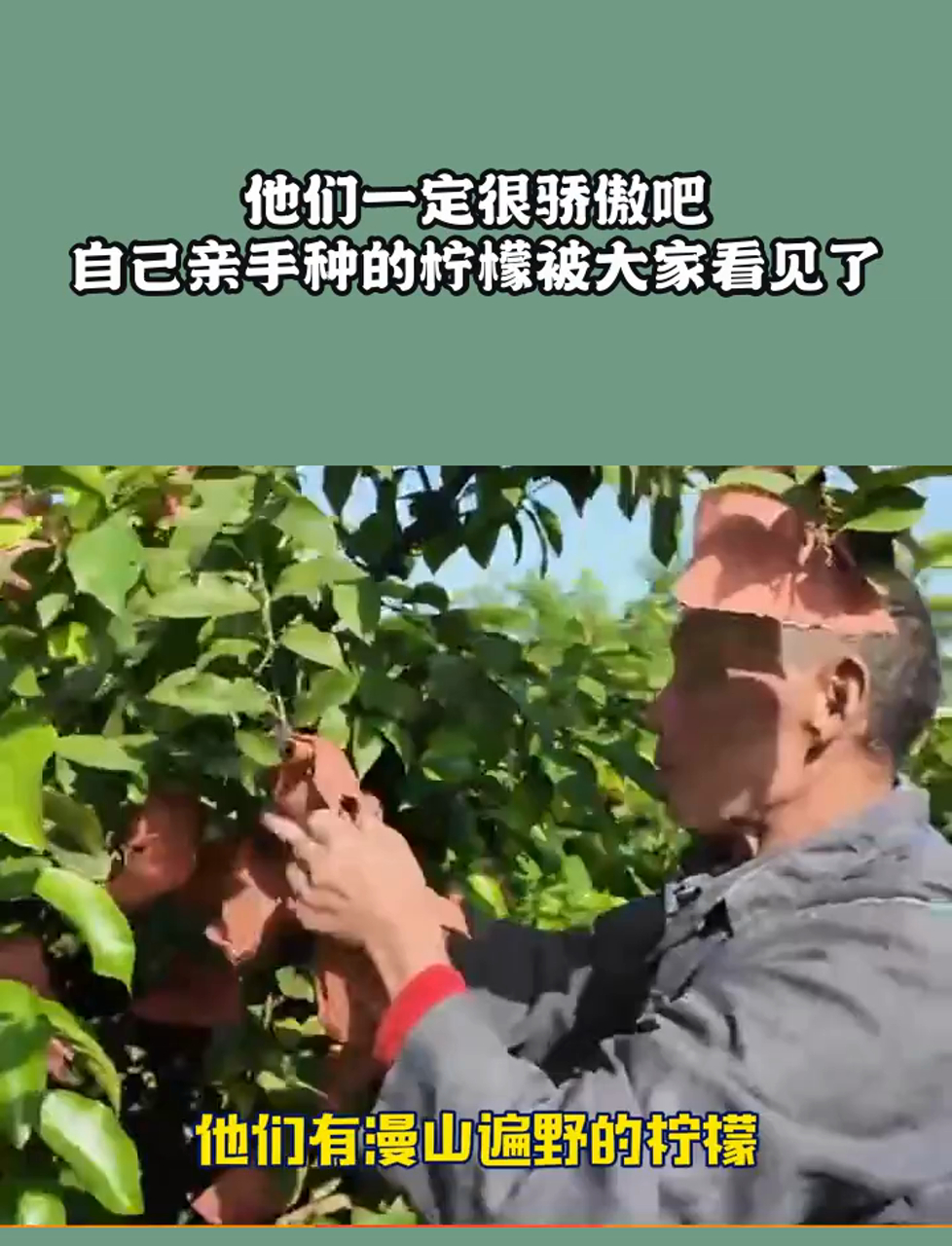 他们一定很骄傲吧,自己亲手种的柠檬被大家看见了