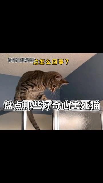 好奇心害死猫什么意思图片