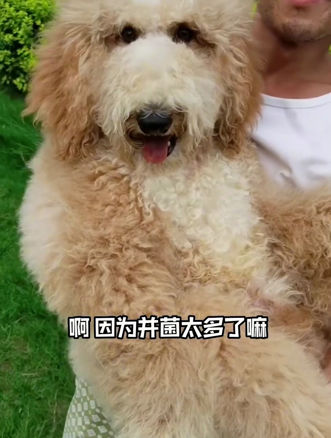 超级漂亮的纯种巨型贵宾犬,在农村狗市多少能买到?