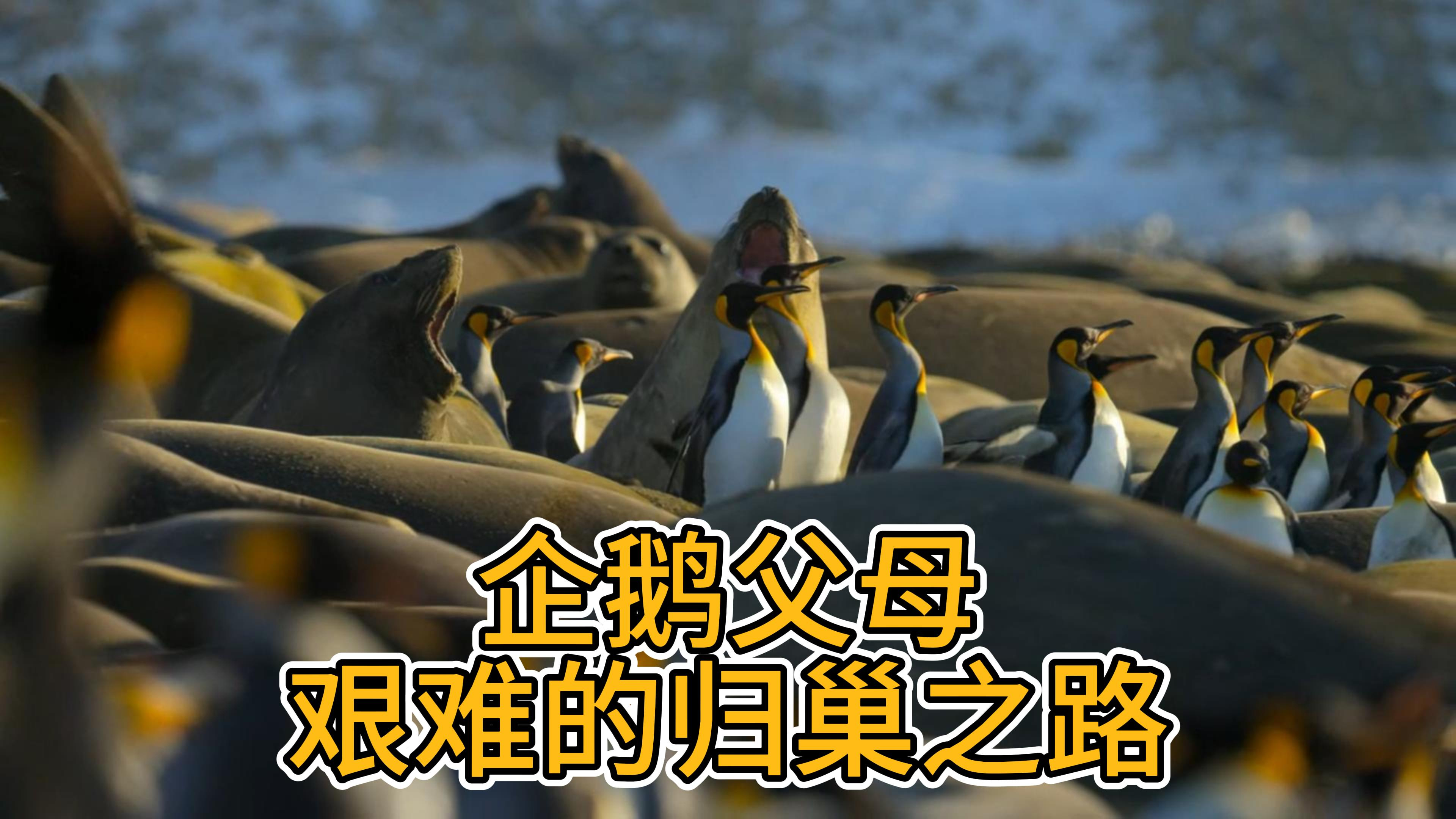 企鹅父母艰难的归巢之路