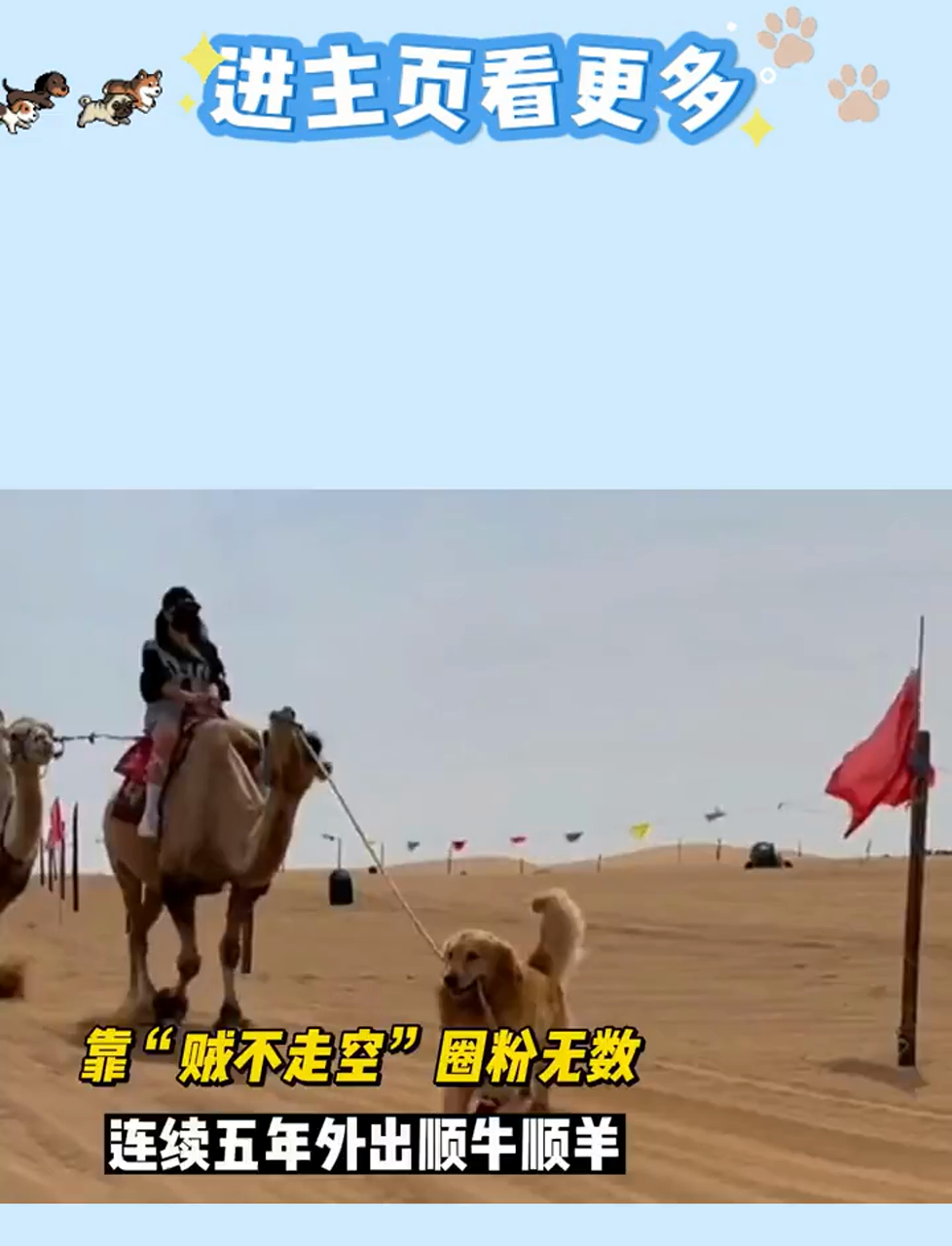 金毛小二哥,五年顺手牵羊成网红,粉丝无数