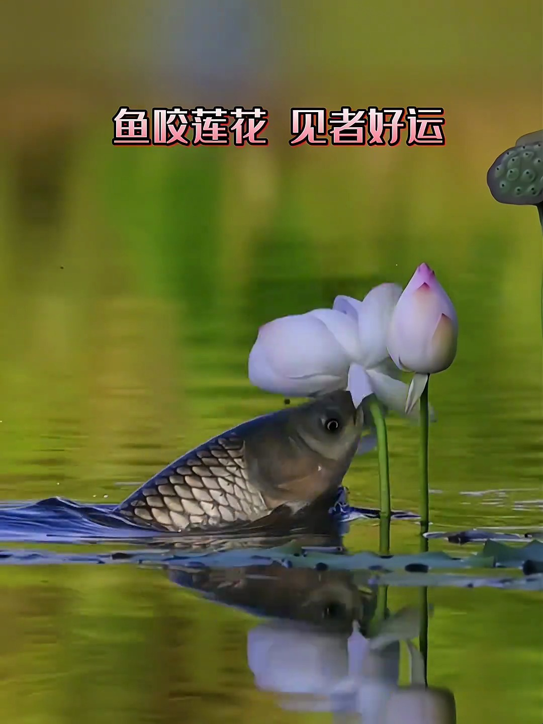 奶奶说 鱼咬莲花 非常罕见 要运气好到爆才可以看到