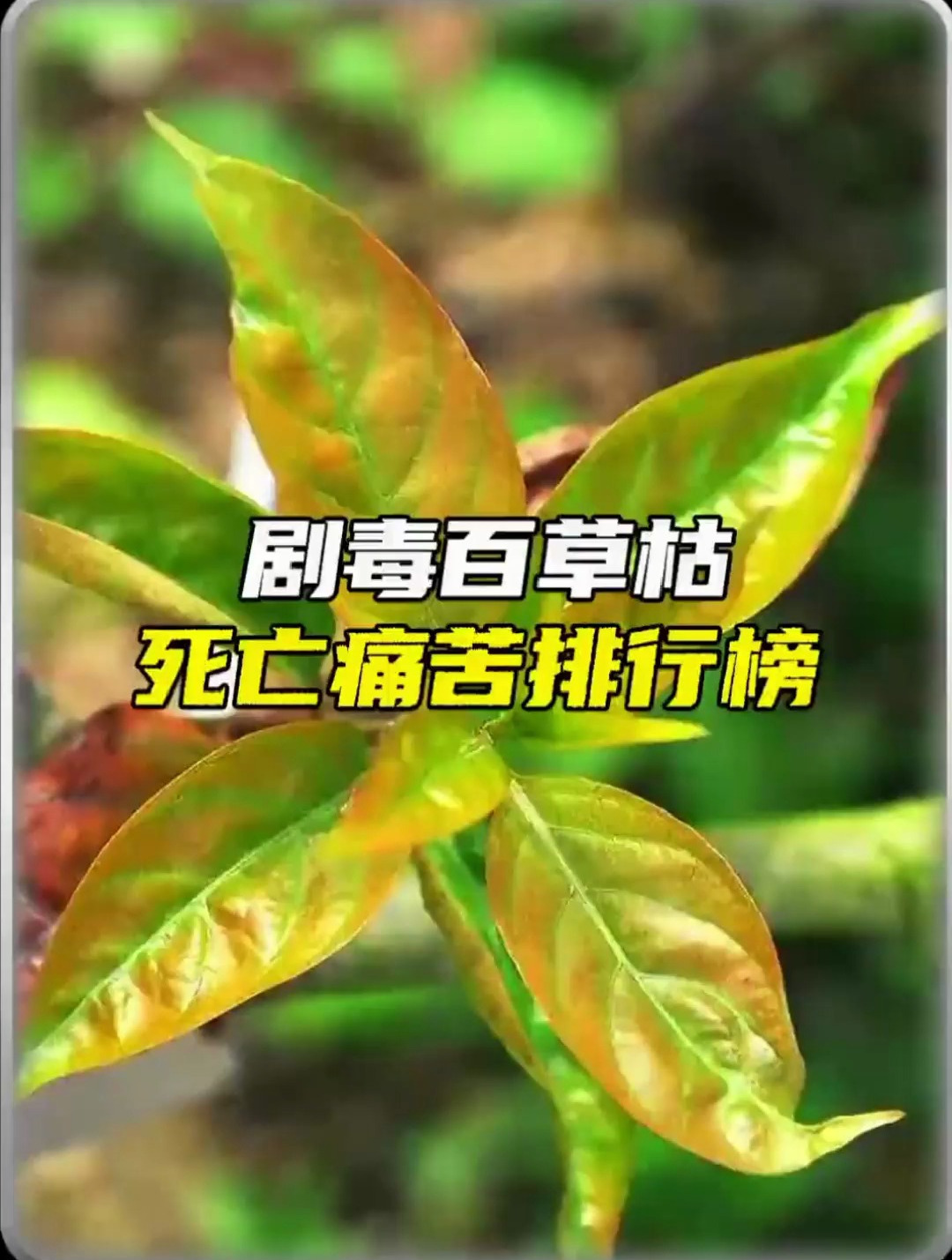 假如死亡有排行榜,百草枯排第幾呢-度小視