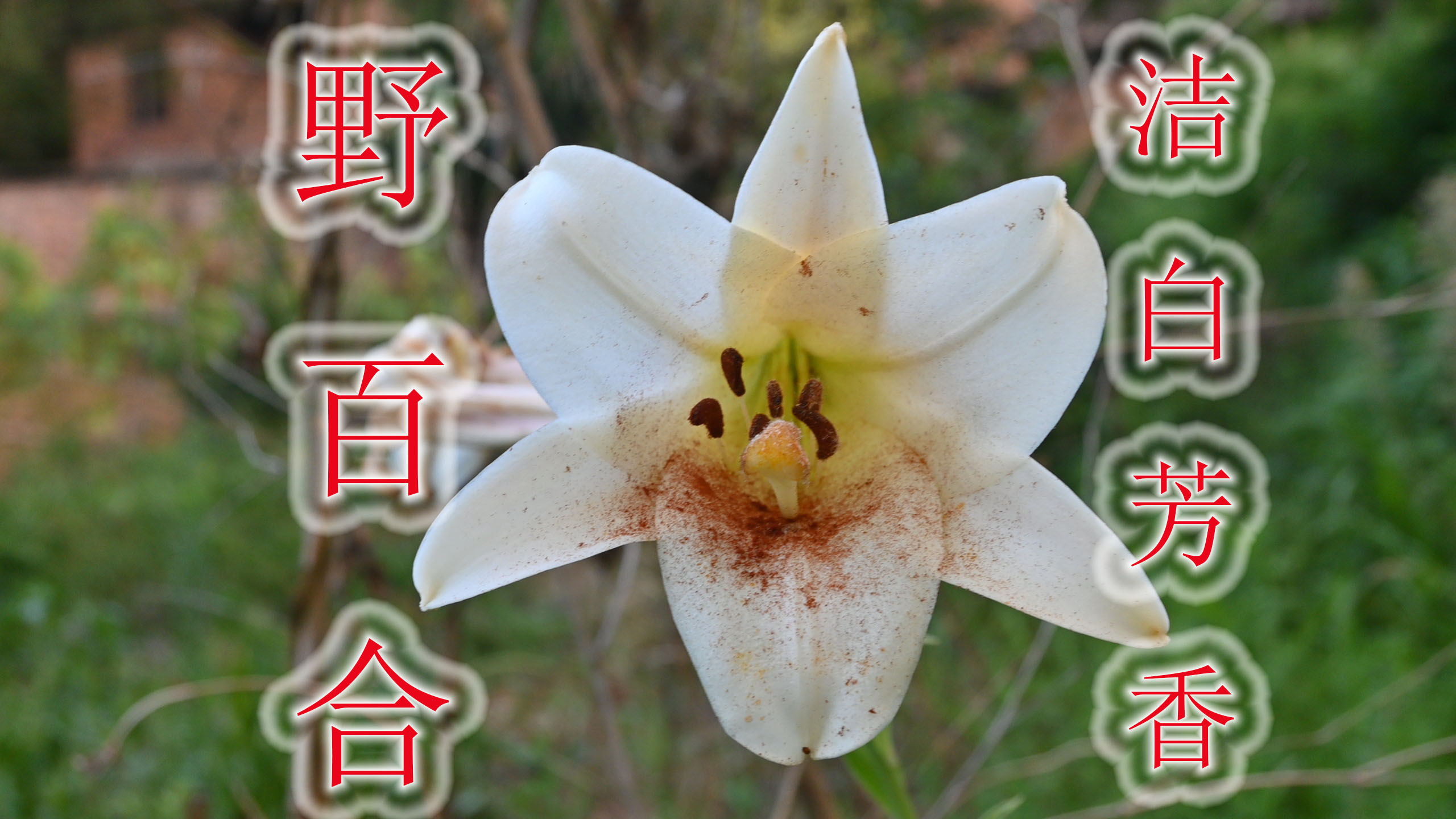 野百合开花洁白芳香,两大用途与价值,平常深受大家喜欢