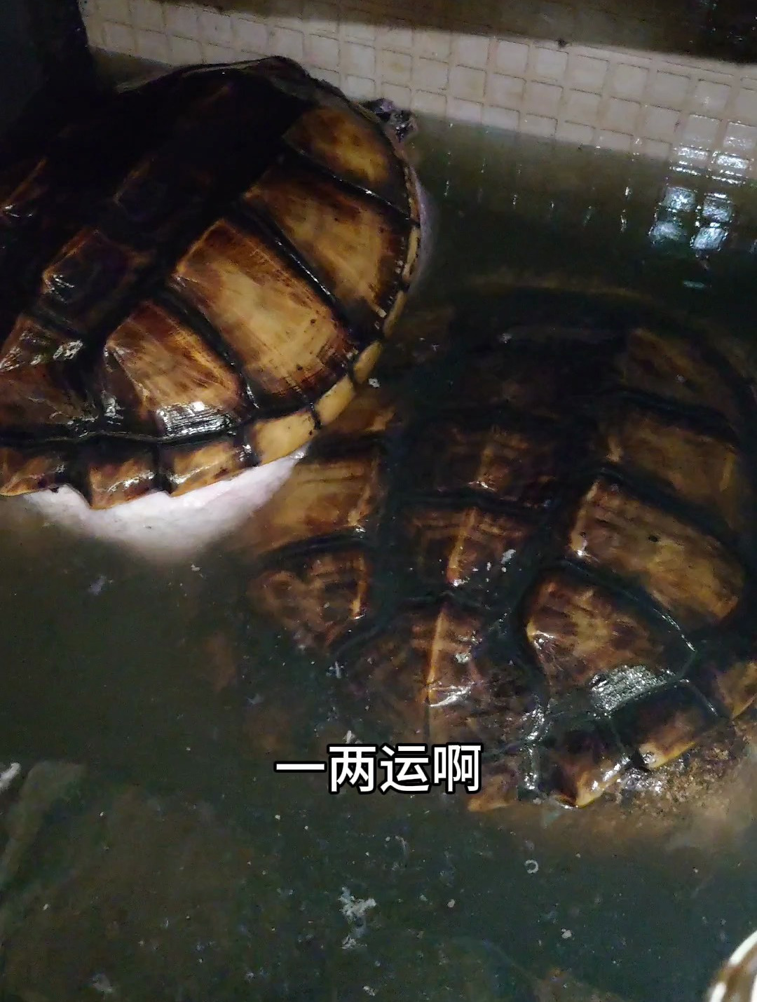 最大的鳄龟