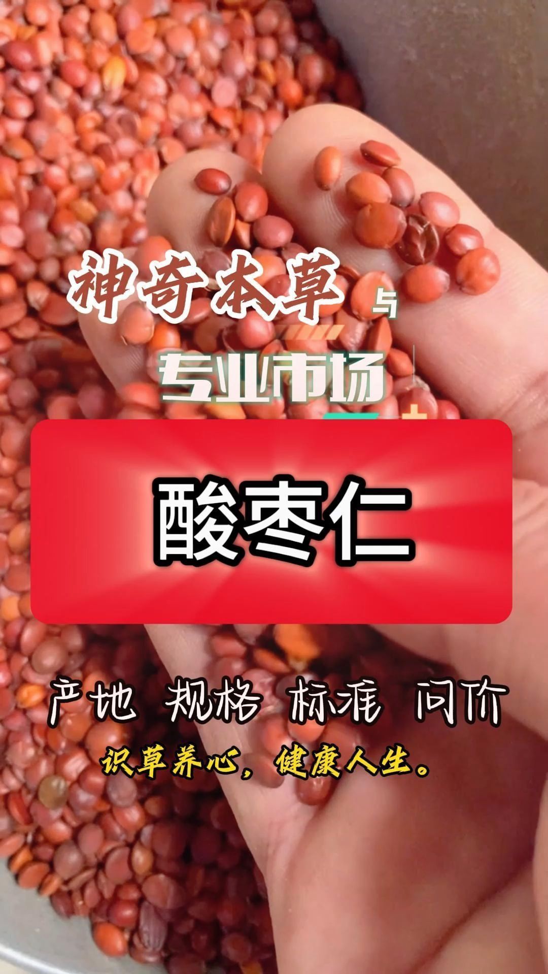 东方睡果酸枣仁,市场价格,切记被割韭菜