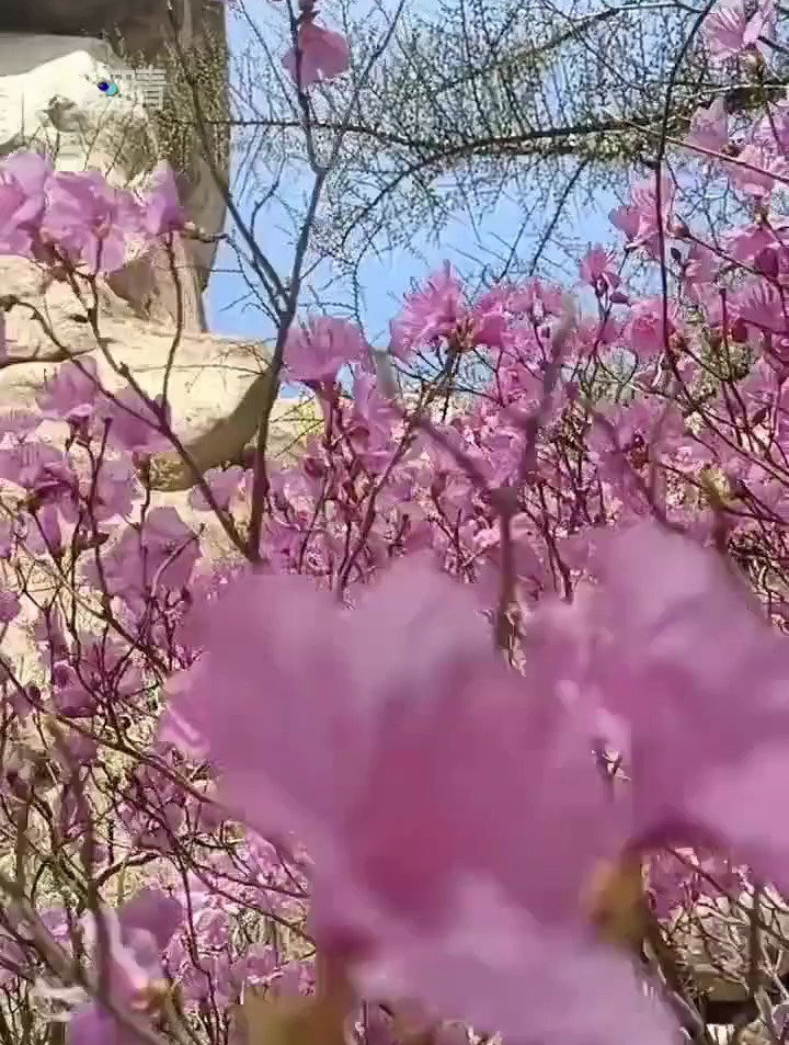 花花叶叶正含芳,丽景朝朝夜夜长