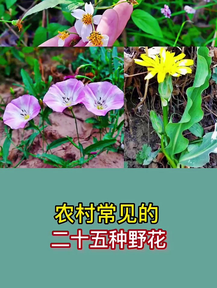 农村常见的野花