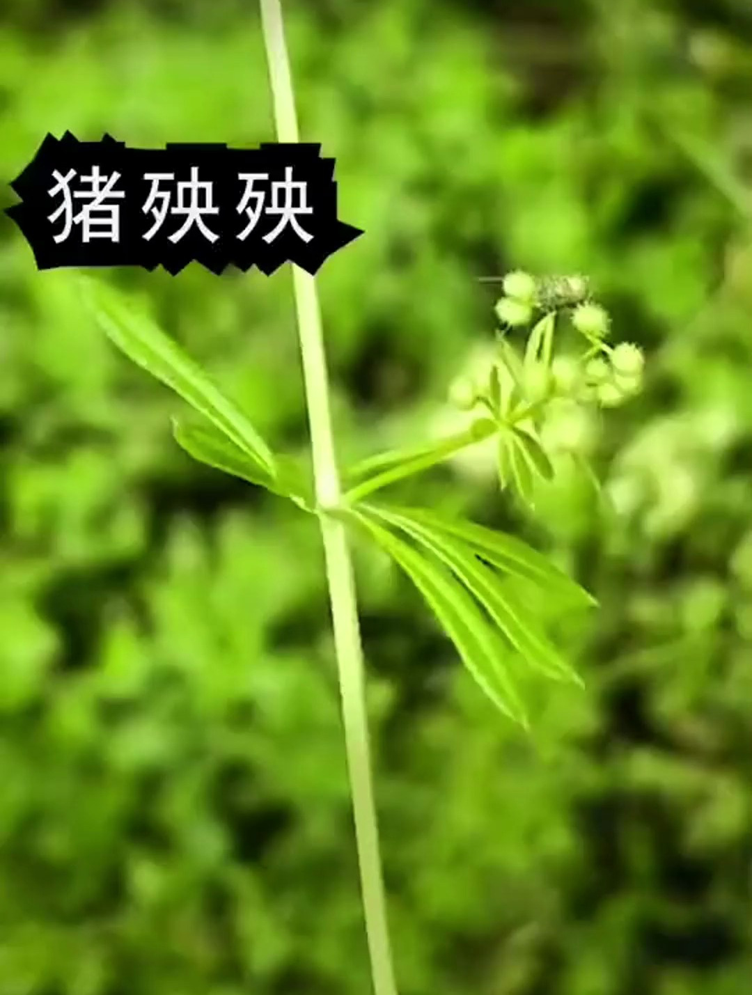 植物科普 锯子草又名猪殃殃