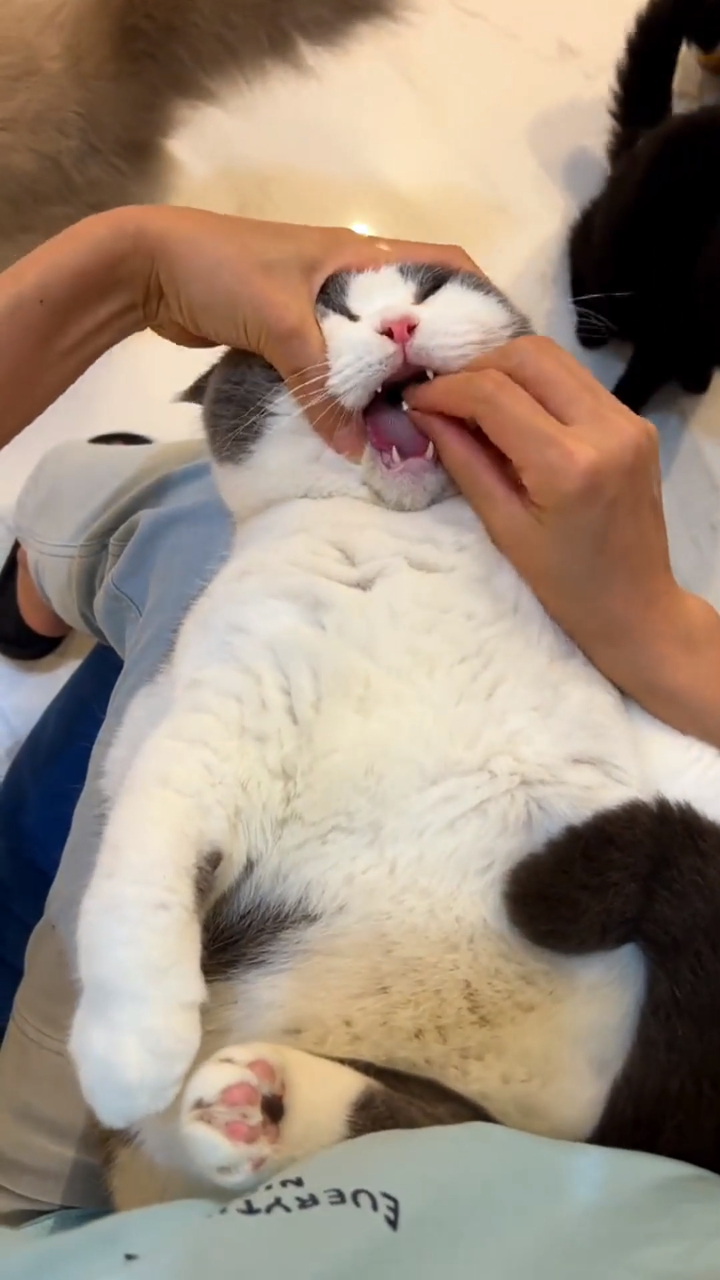 给猫咪喂药一定要眼疾手快,下一幕拍到的场面,看完简直没谁了!