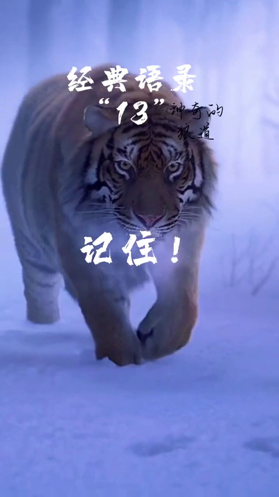 经典语录13 狼道 狼道精神 经典 励志 语录-度小视