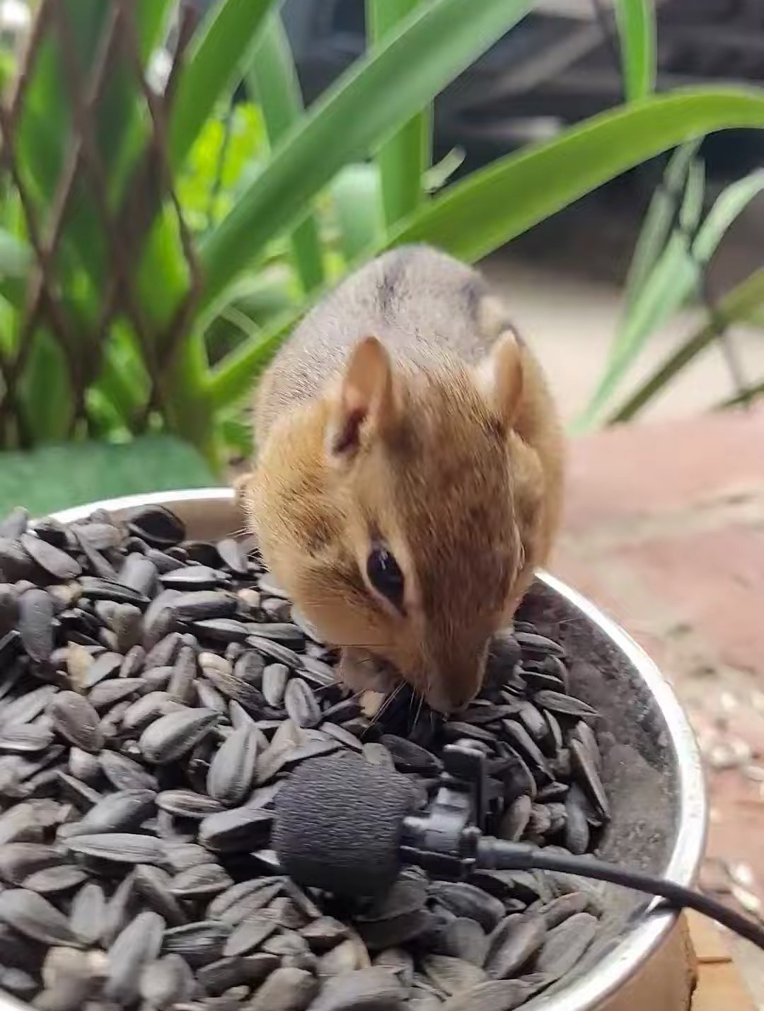 花栗鼠吃瓜子,是不是很呆萌-度小视
