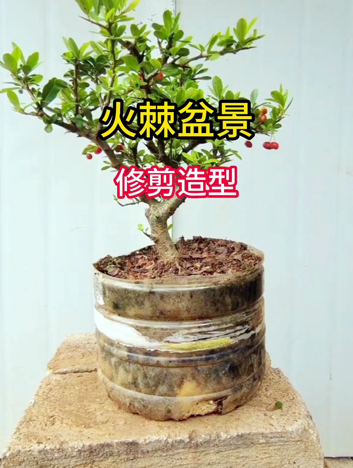 火棘盆景修剪造型,你学会了吗?