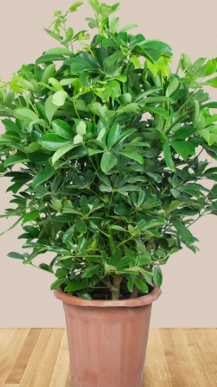 家里养一盆七叶莲又叫八方来财,寓意财运滚滚来,事业高升