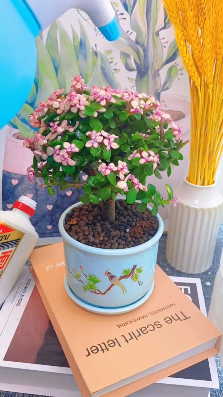 金枝玉叶又叫金玉满堂,古代公主御用花,开花爆盆好看-度小视