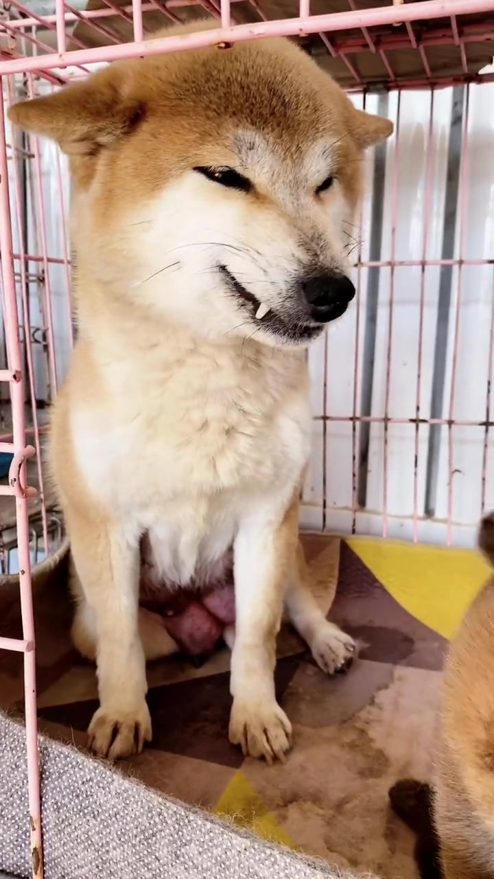 今天您笑啦吗 呲牙的微笑博文家的小柴犬 热门推荐