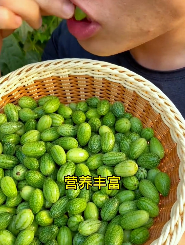 60元一斤的拇指西瓜如何在家种植,掌握3个小技巧1粒种子趴满墙!