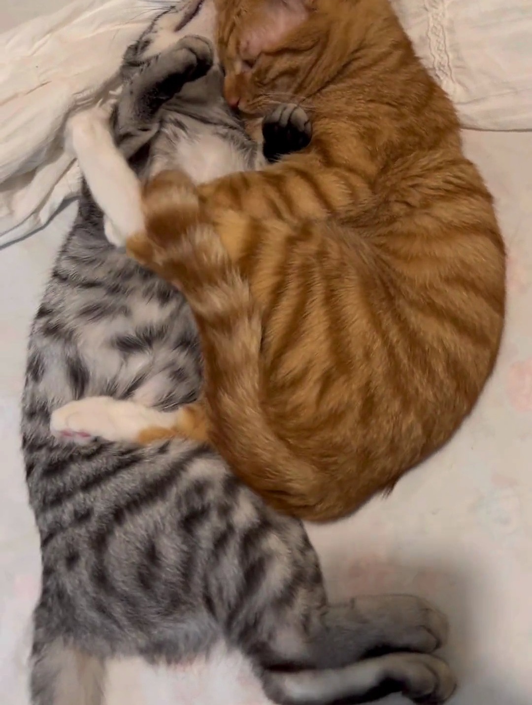 橘猫智商有多高