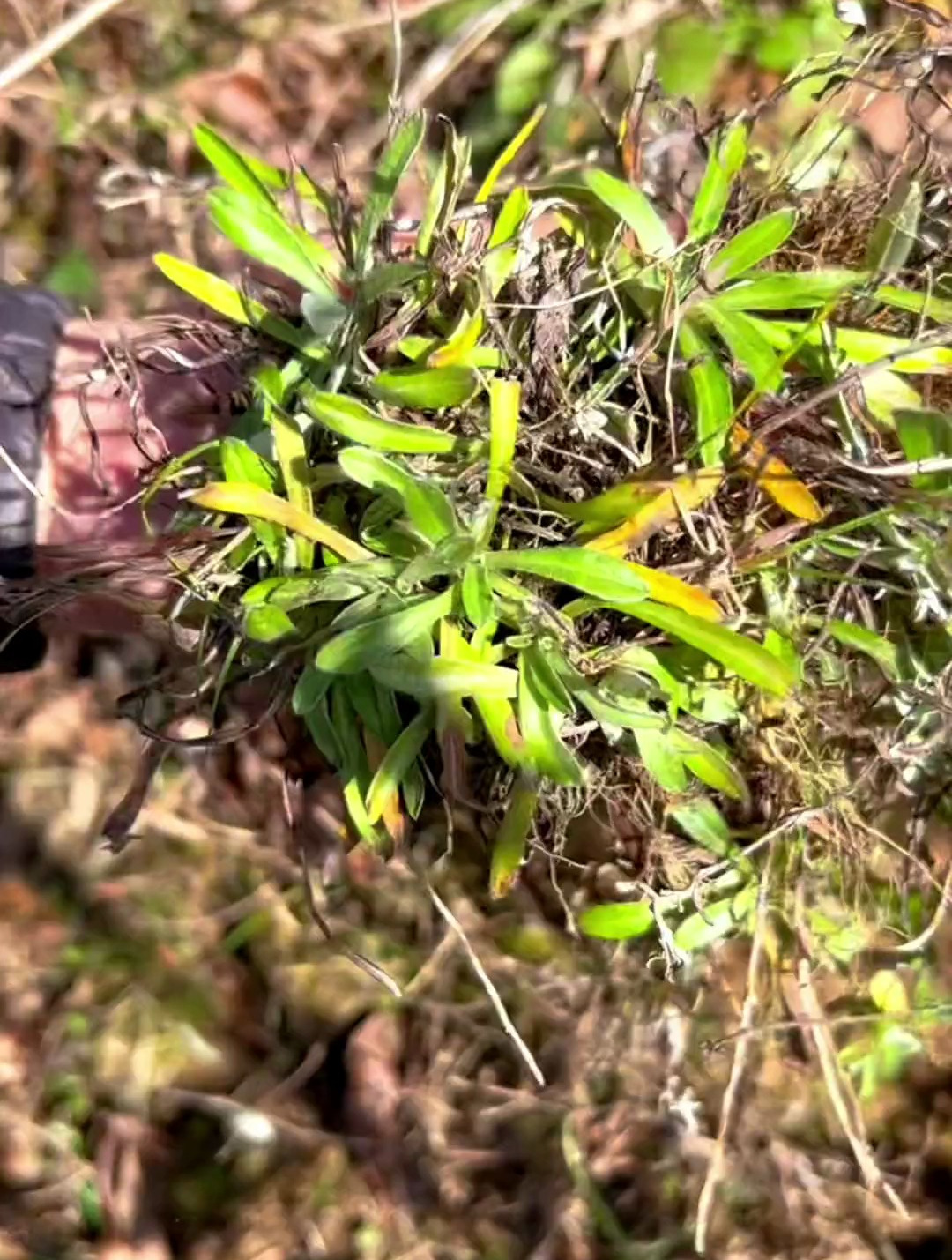 叶下白,不要傻傻的和鼠曲草分不清哦-度小视