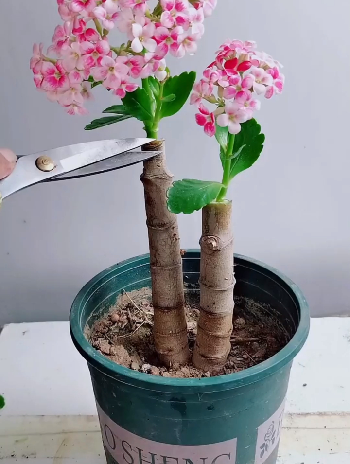 用玉树嫁接长寿花,这样操作愈合好,长得快,开花多