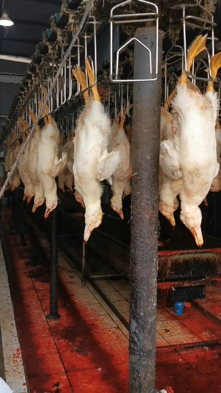 全自动鸡鸭鹅屠宰流水线 家禽脱羽设备