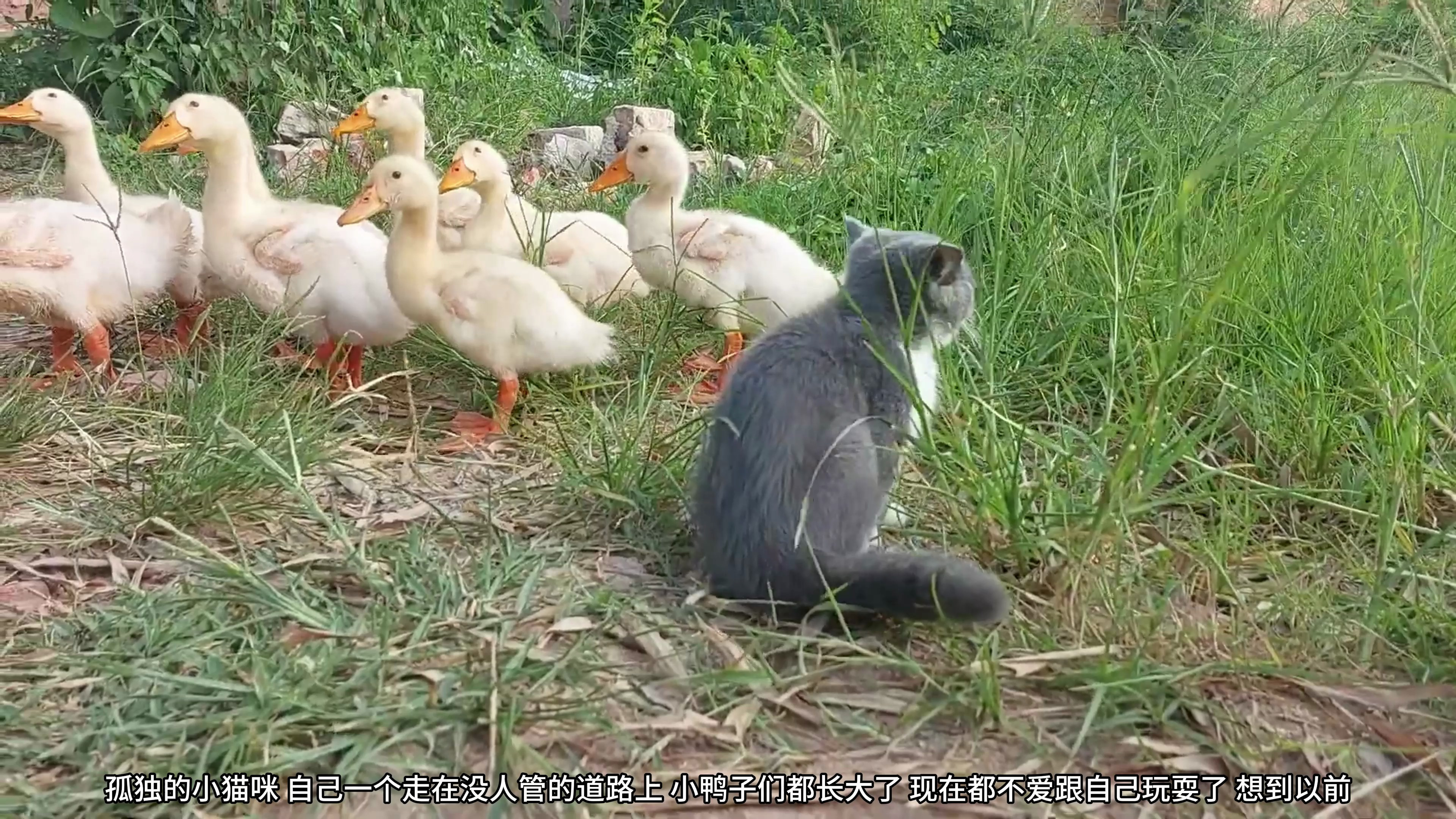 孤独的小猫咪,鸭子们都长大了,不喜欢和自己一起玩到一块去
