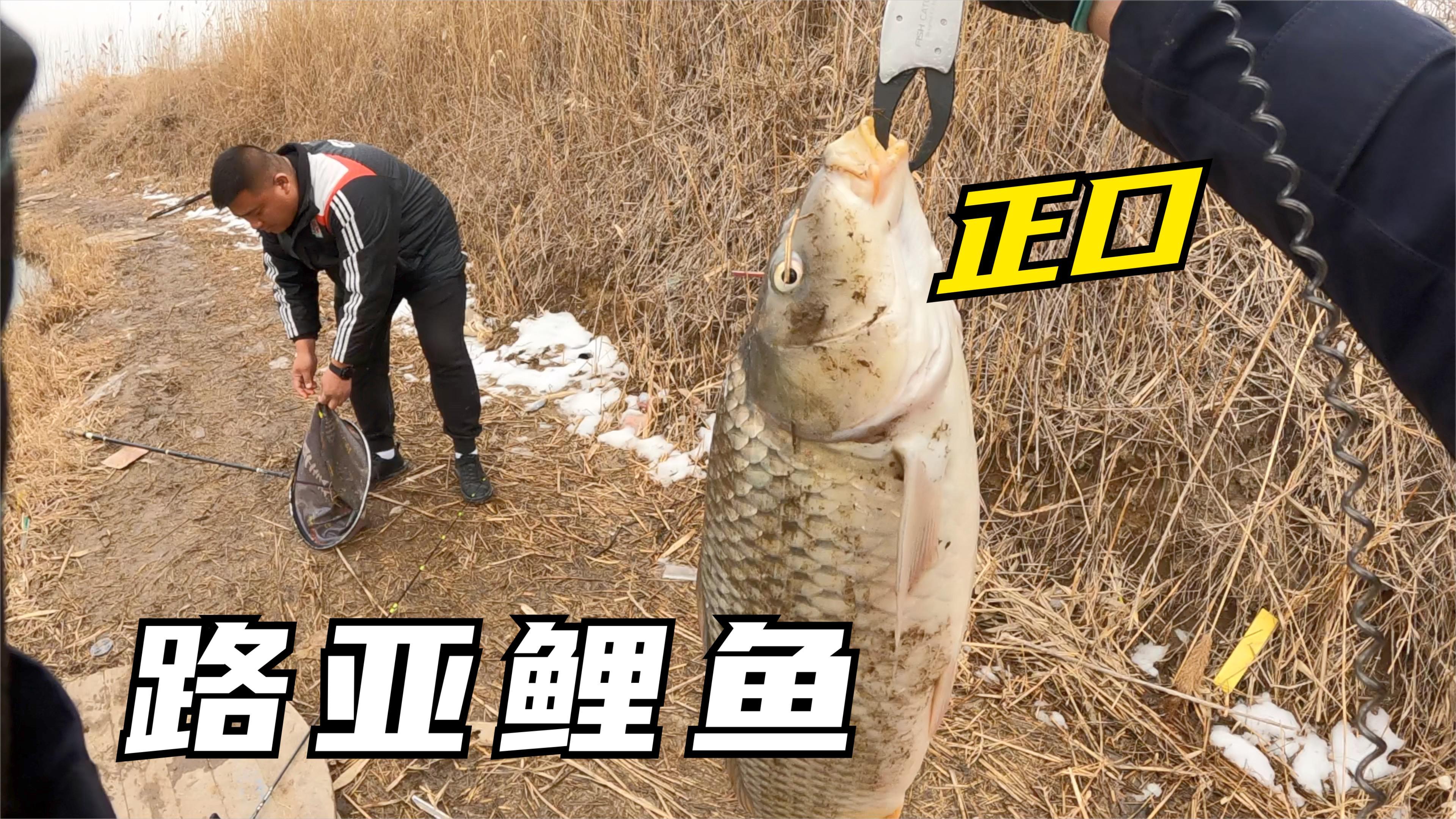 究竟是什么路亚饵?竟然能正口鲤鱼 软竿细线成功遛上岸!