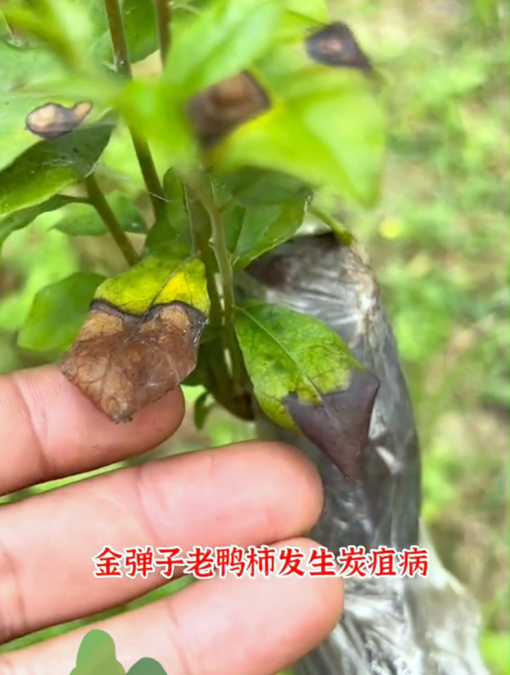 金弹子老鸦柿感炭疽病黑斑病,光剪叶子是没用的,请用专用杀菌剂-度小