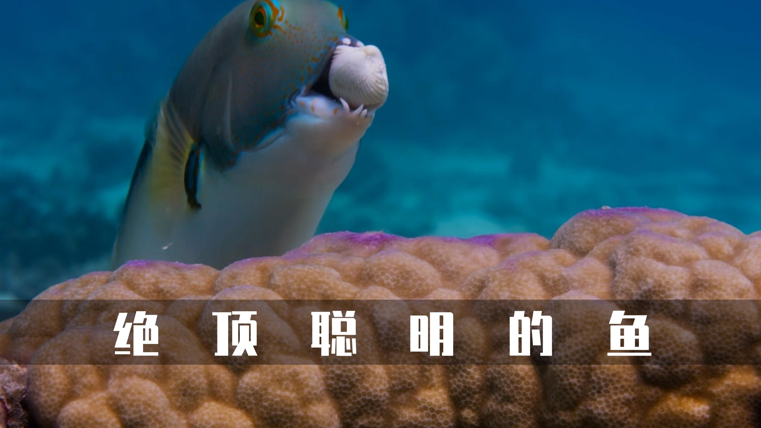 会使用工具的鱼,鞍背小丑鱼找产房