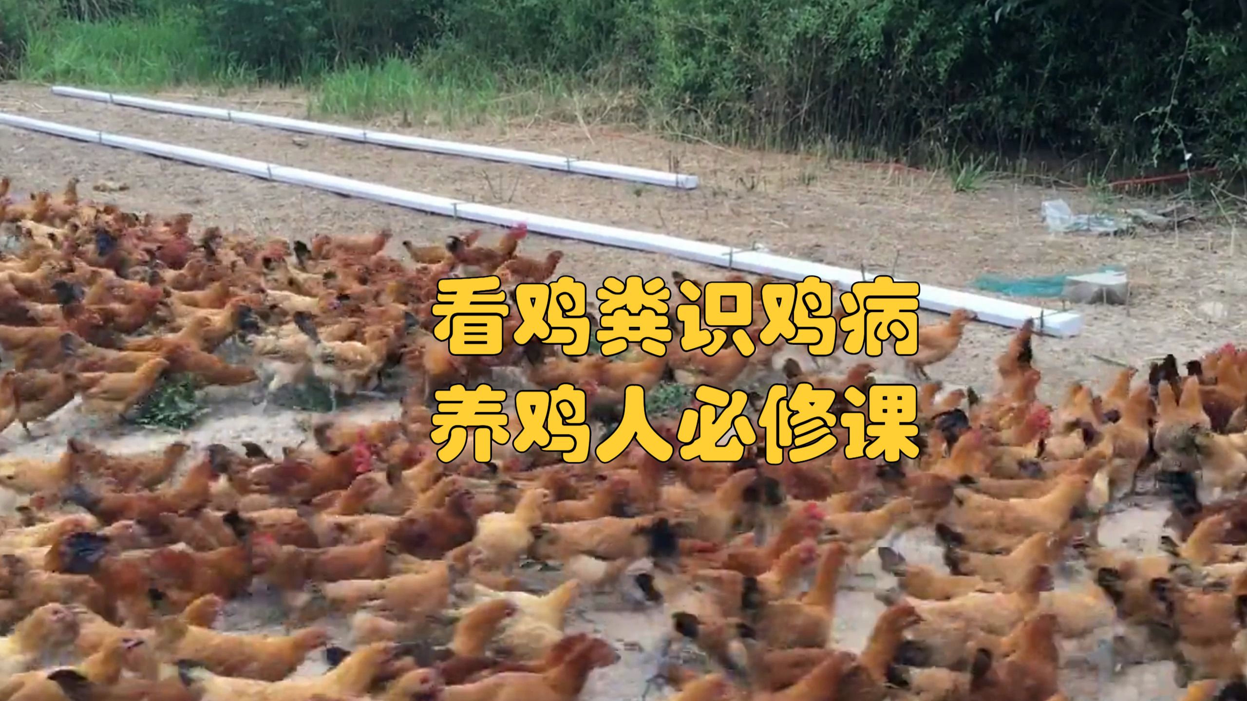 养鸡小妙招:看鸡粪识鸡病,养鸡人必修课
