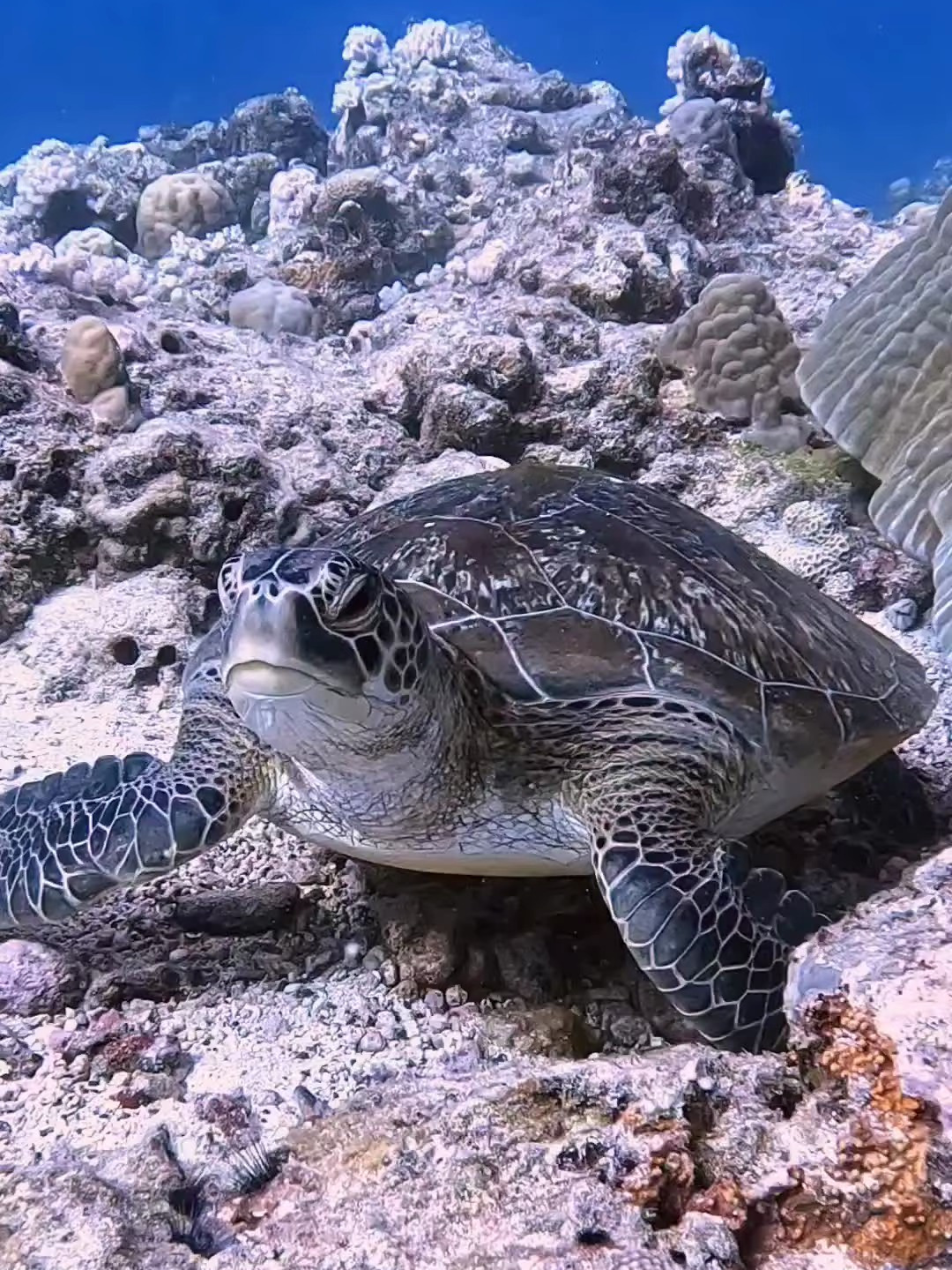 1080_1440竖版 竖屏