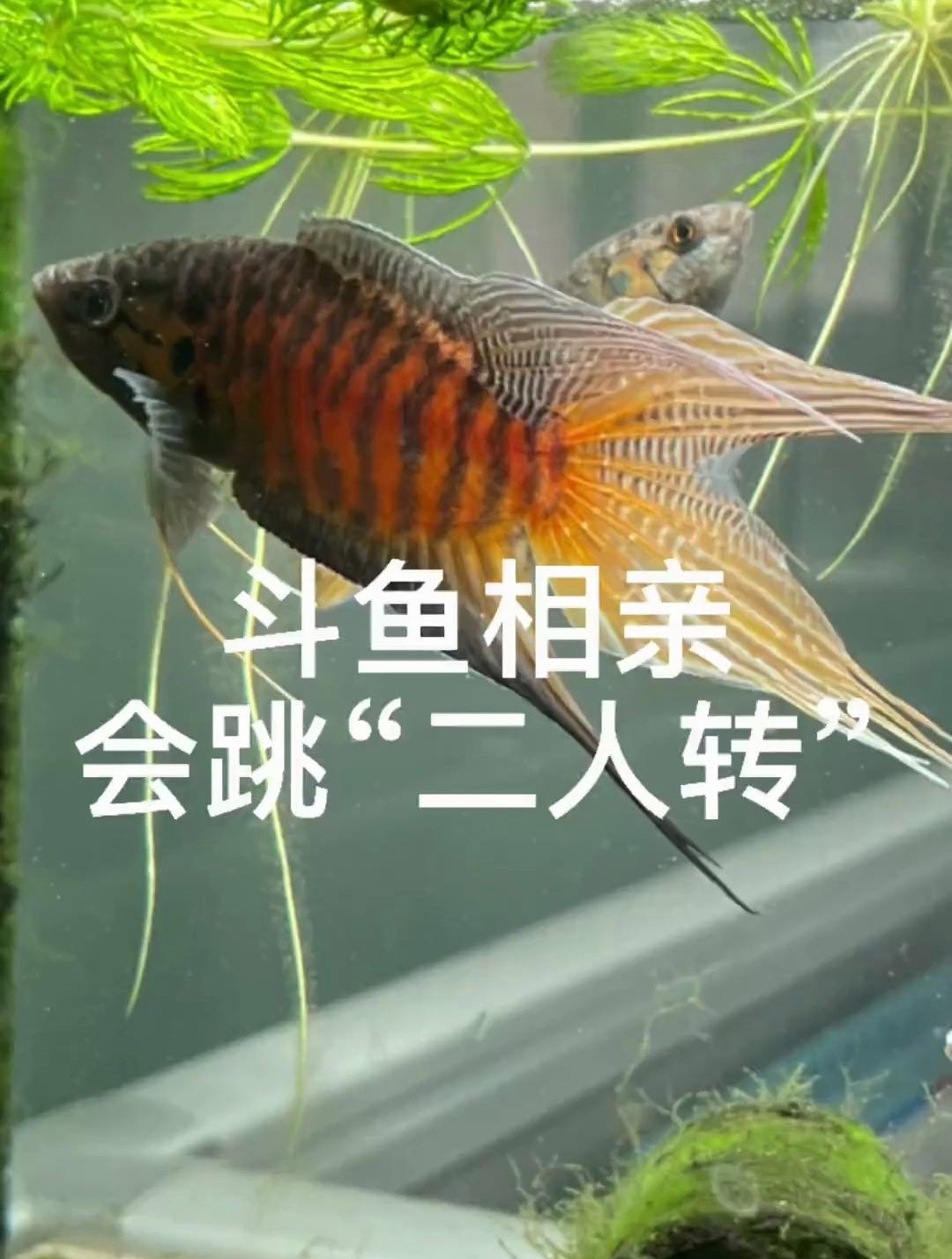 叉尾斗鱼相亲的时候竟然会跳二人转太神奇了