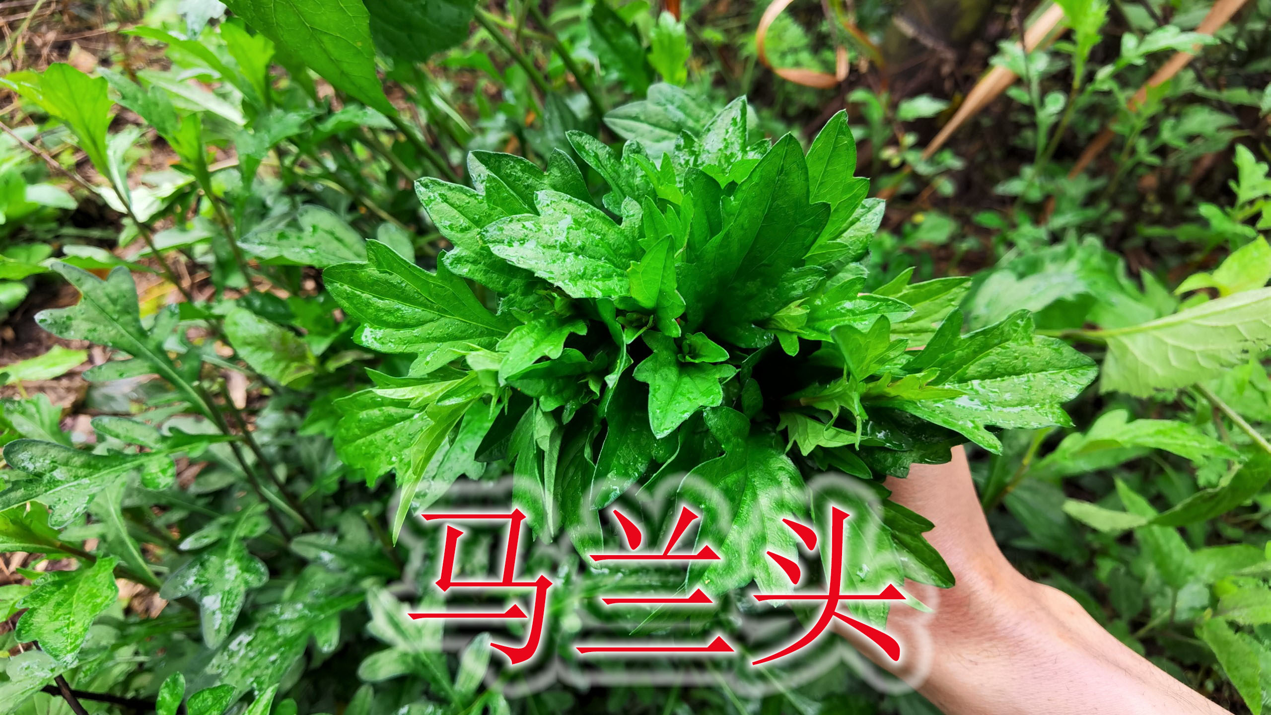 救荒野菜“马兰”是个宝,春耕干农活采摘,遇见可别错过!