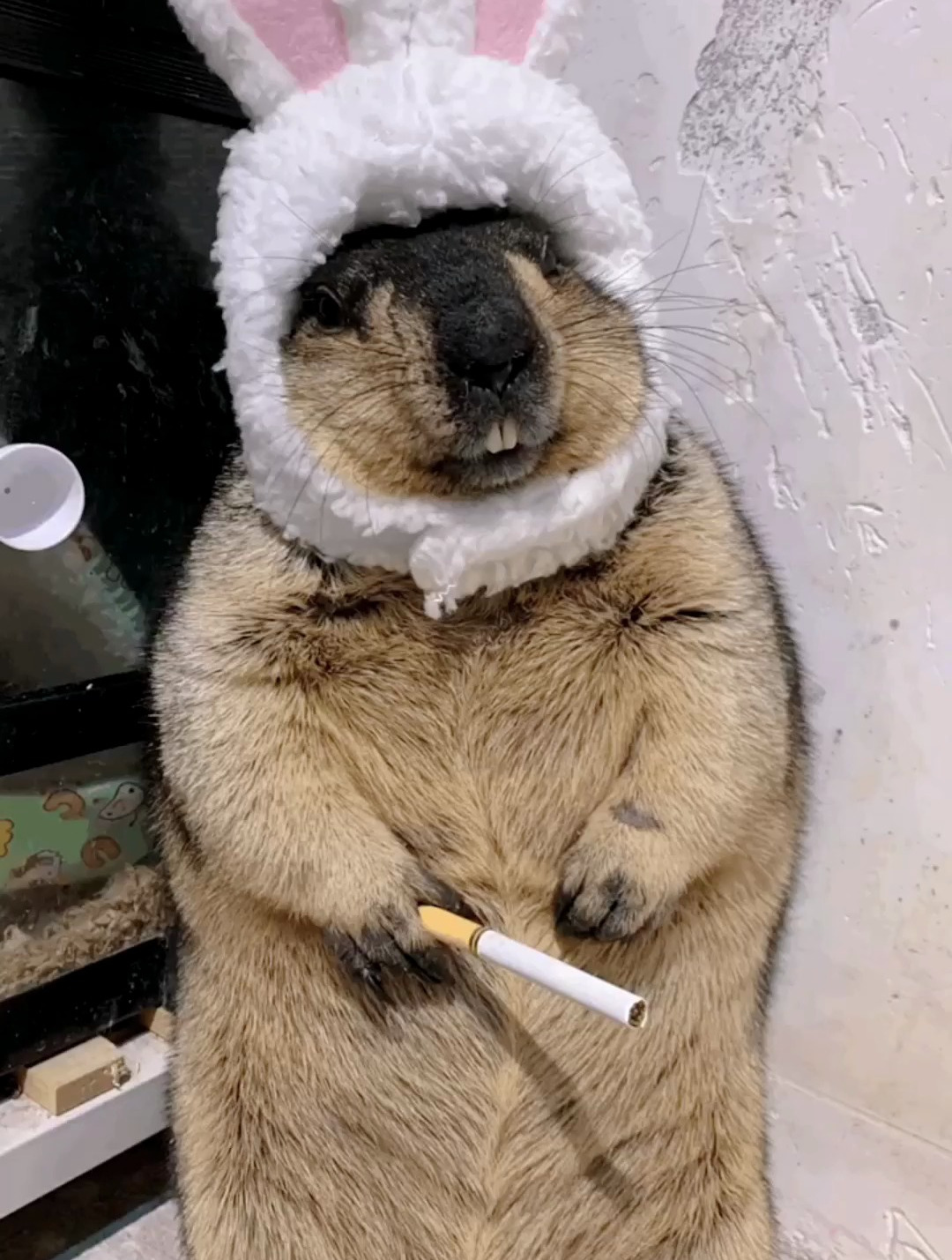 没有一个省心的,连鸟都这么欺负人!烦人不你们
