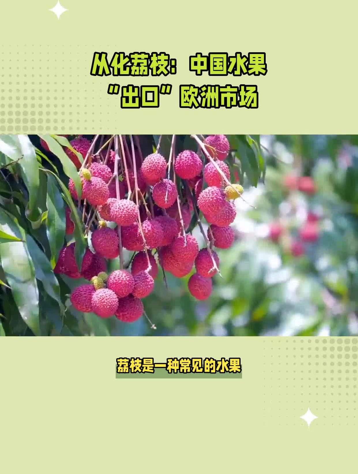 从化荔枝中国水果出口欧洲市场
